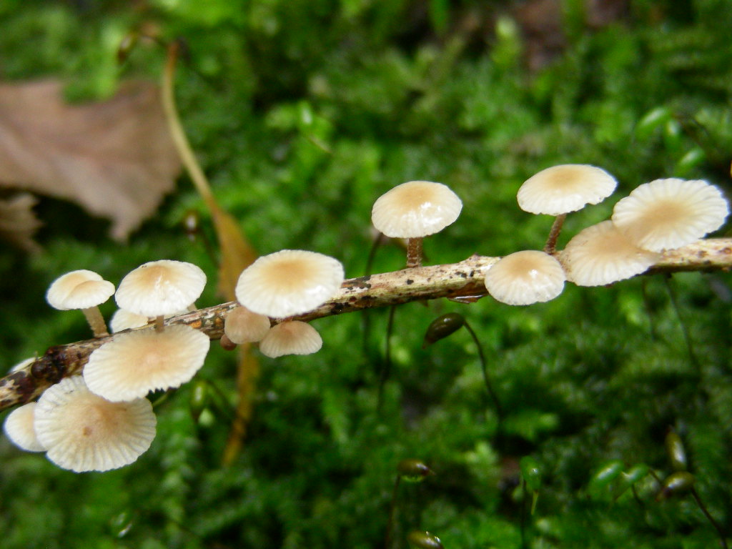 Funghi ... in miniature